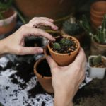 gardening tips