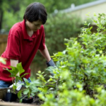 a lush garden