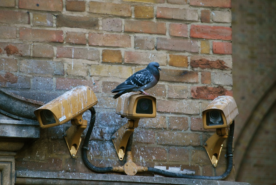 a pigeon perching on a cctv